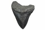 Fossil Megalodon Tooth - South Carolina #360763-1